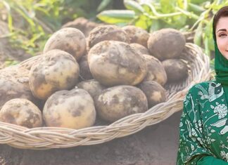 Punjab eyes global potato exports after record harvest as CM seeks PM’s nod