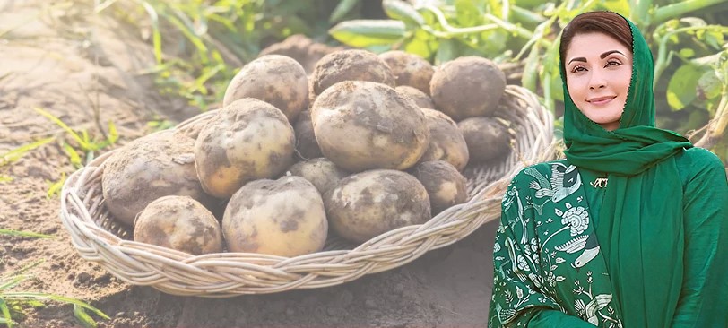 Punjab eyes global potato exports after record harvest as CM seeks PM's nod