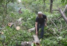 CDA defends tree-cutting drive in Islamabad, saying PMO directed operation