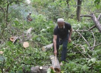 CDA defends tree-cutting drive in Islamabad, saying PMO directed operation