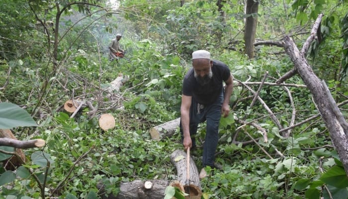 CDA defends tree-cutting drive in Islamabad, saying PMO directed operation