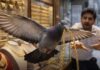 Pigeon snatches gold chain from jewellery shop