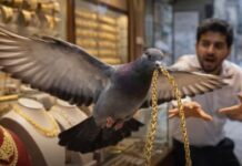 Pigeon snatches gold chain from jewellery shop
